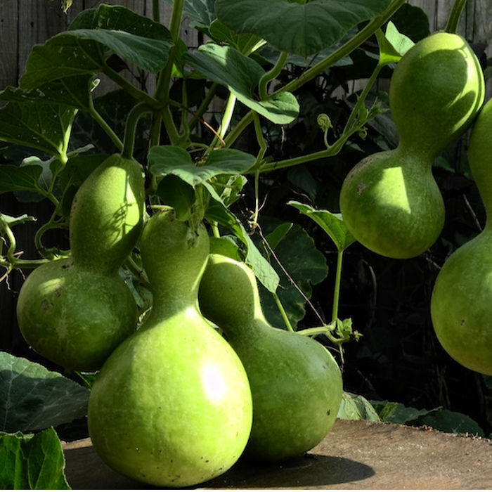 Bottle Gourd (লাউ) 1Pcs