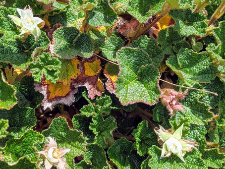 Rubus pentalobus