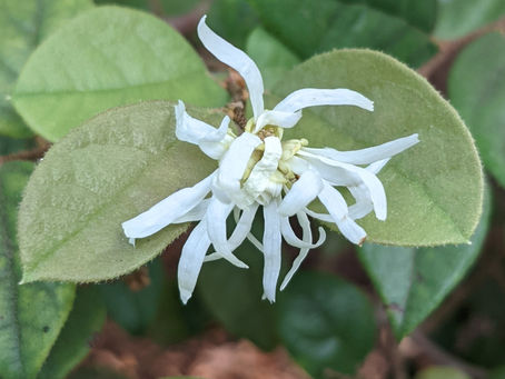 Chinese fringe flower