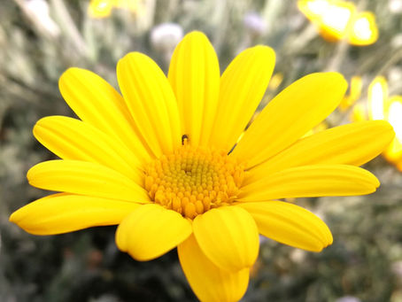 Euryops pectinatus