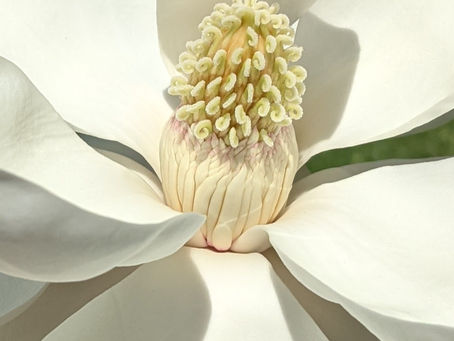 Magnolia grandiflora