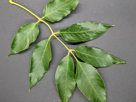 Fraxinus uhdei