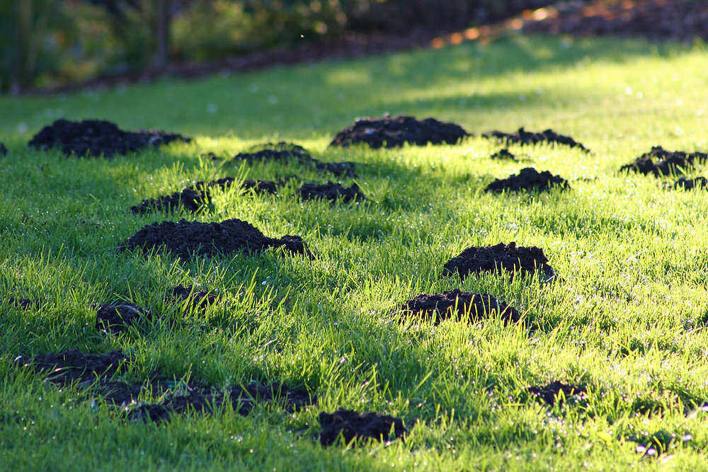 The Gopher Wars
