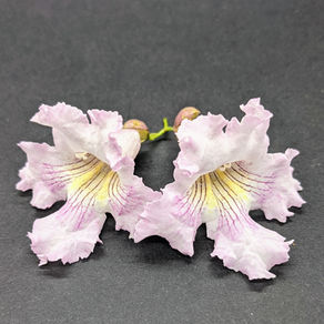 x Chitalpa tashkentensis