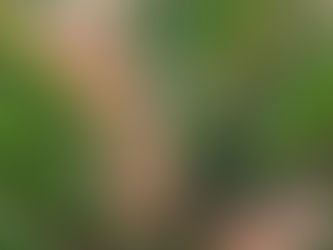 Lomandra longifolia 'Breeze'