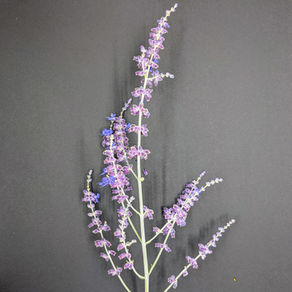 Perovskia atriplicifolia