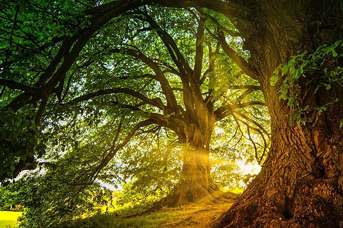trees-8563877_1280.jpg