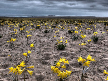 La tentazione del se
