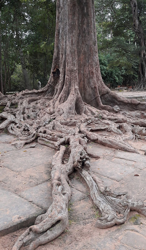photo arbre racines_edited.jpg