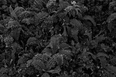 FERNS.jpg