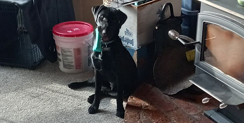 Tron service dog being goofy