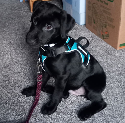 Tron service dog first time in working vest