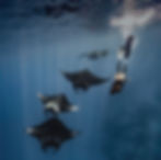 Maldives Liveaboard_edited.jpg