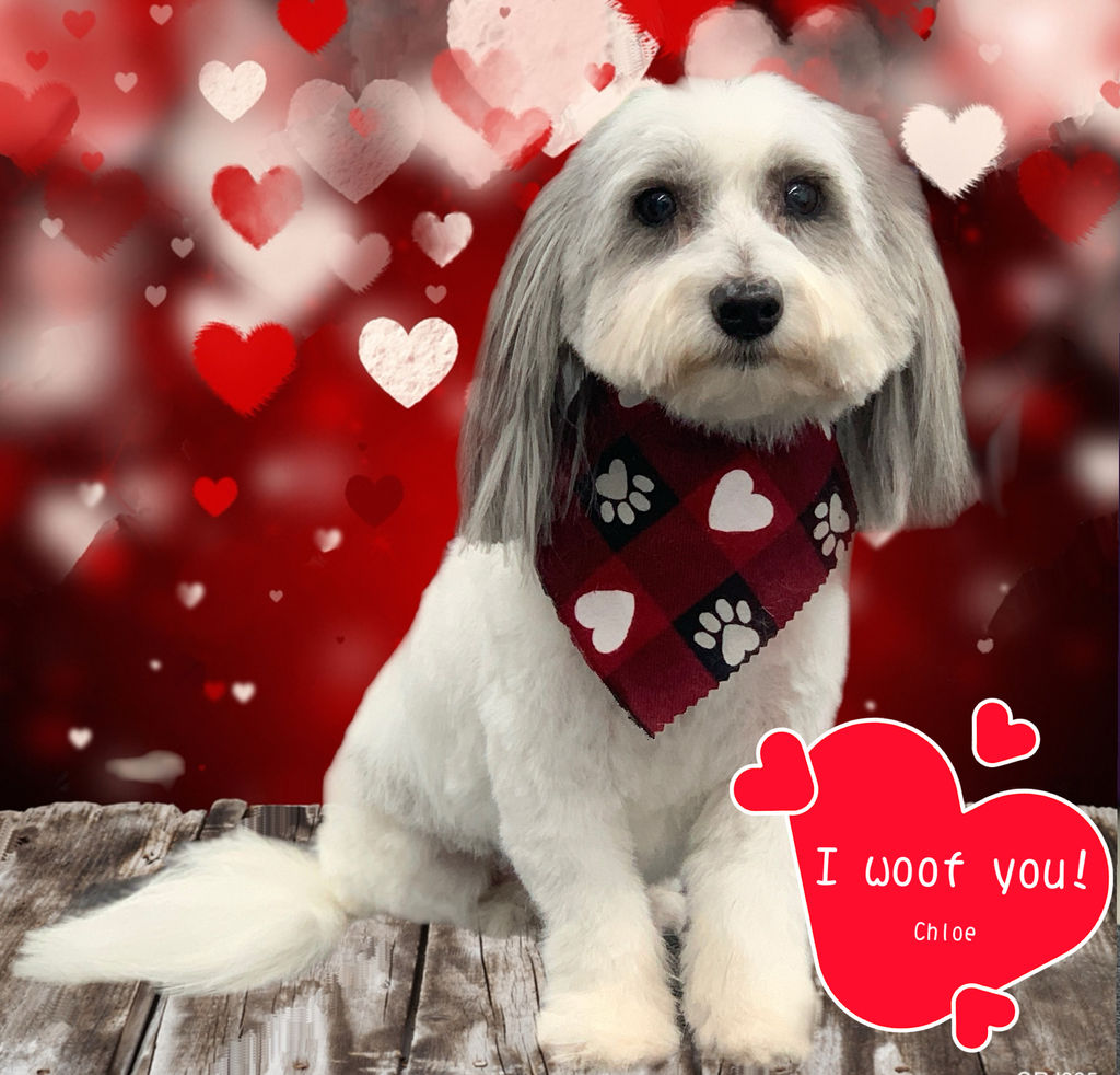 Boarding | Hot Dog Grooming | United States