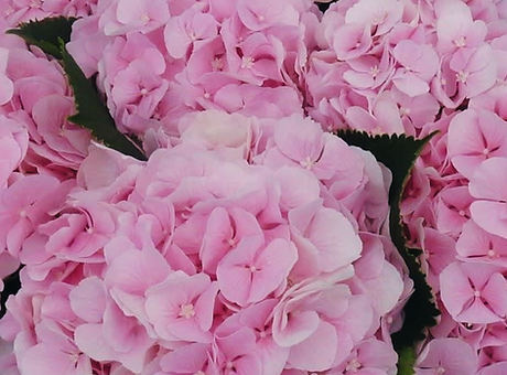 Verena pink