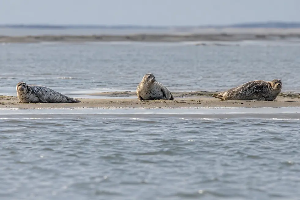 duinresort-nieuwvliet-zeeuwse-kust-zeehonden-zandbank.webp