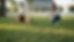 Wide-angle view of a puppy exploring a backyard scent trail with a handler nearby