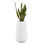 Thumbnail: Sansevieria (Snake Plant) in polymer planter