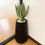 Thumbnail: Sansevieria ‘Silver Crown’