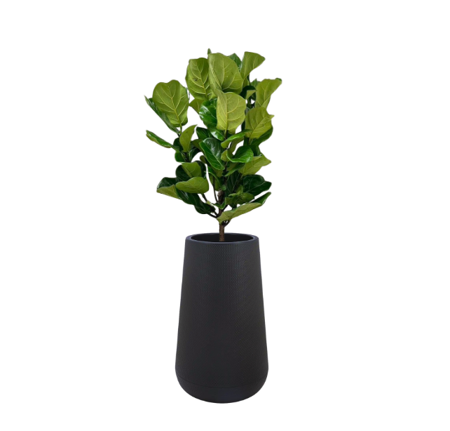 Thumbnail: Fiddle Fig with Polymer planter