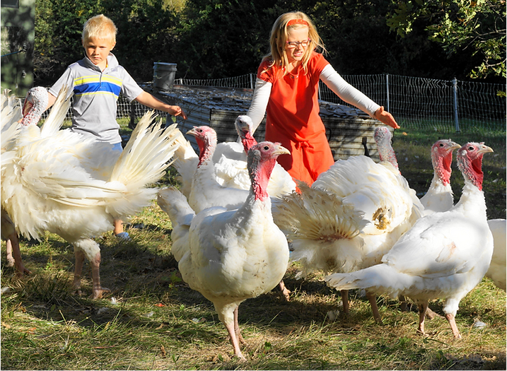 kids with turkeys