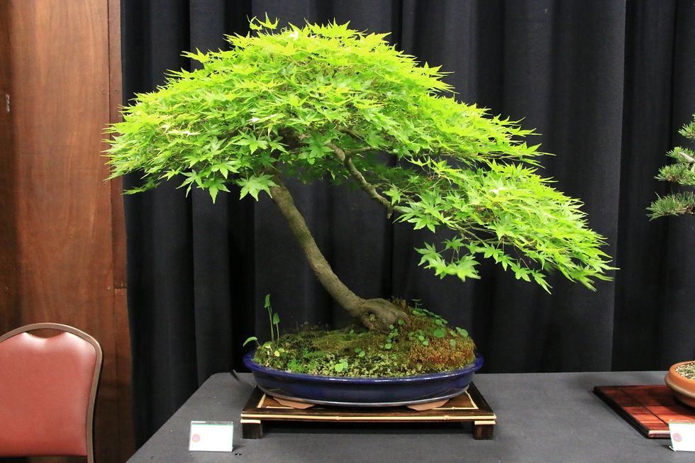 Bonsai Northwest Inc Special Events