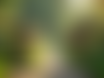 Enhancing Your Property Value: The Impact of a New Fence on Curb Appeal and Equity