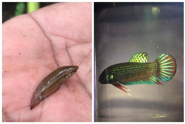 Ikan Laga Kampung Jadi Buruan