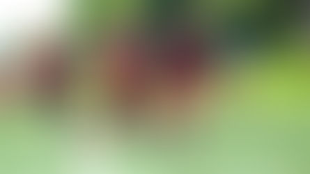 Bryan "El Ñu" Núñez: la nueva generación de Rhinos 