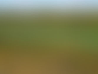 Agroforst Feldtag - Anlage eines Pappel-Agroforstsystems für die Energieholzerzeugung