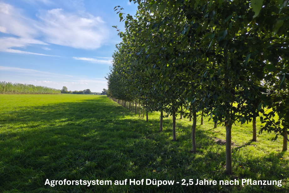 Agroforst-Praxistag in Düpow (Perleberg) – Agroforstsysteme auf Grünland und Acker