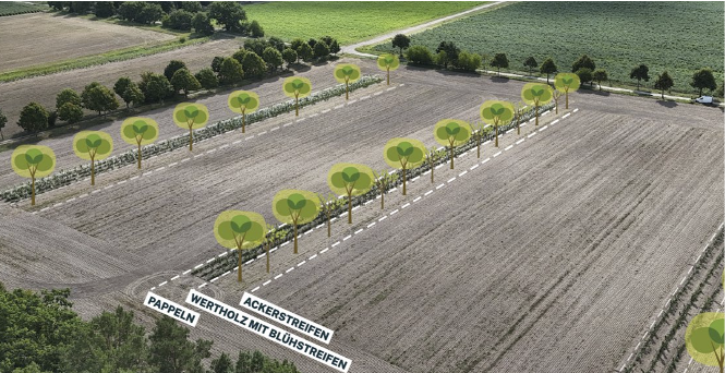 Agroforstsysteme in Brandenburg – Erfahrungen aus der Praxis