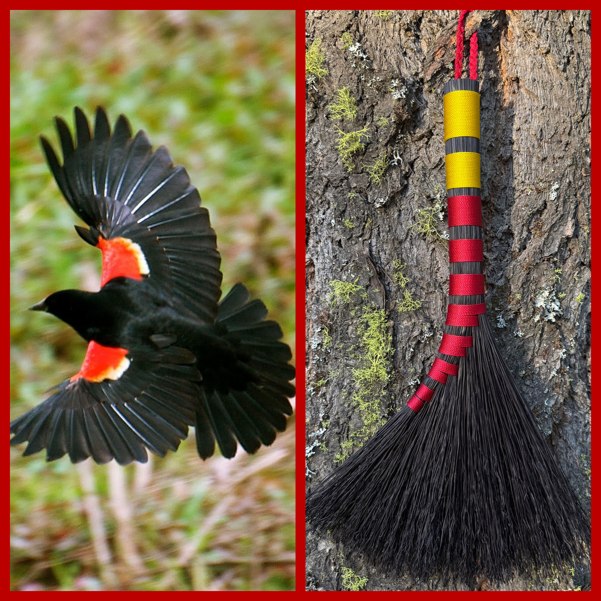 Red-winged Blackbird Turkey Wing Whisk