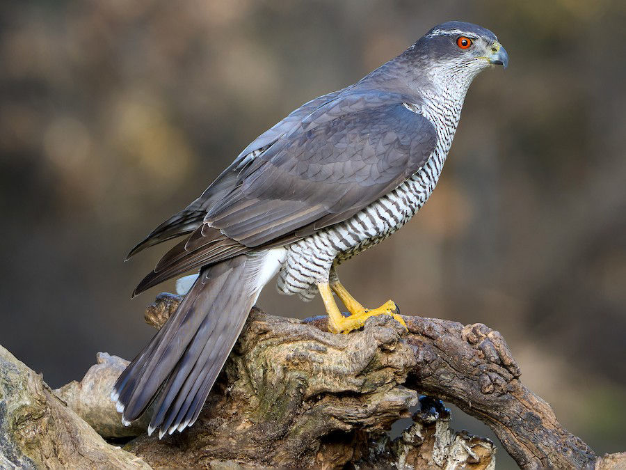 Thumbnail: American GOSHAWK Hawk-tail Whisk