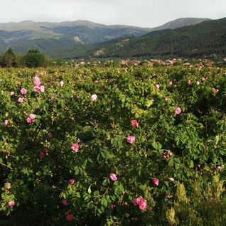 Цветение роз в Болгарии — Долина роз возле Казанлыка в сезон сбора лепестков