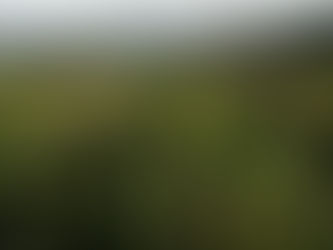 Цветение роз в Болгарии — Долина роз возле Казанлыка в сезон сбора лепестков