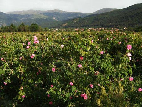 Цветение роз в Болгарии — Долина роз возле Казанлыка в сезон сбора лепестков