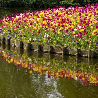 Тюльпаны Нидерландов: путешествие, которое пахнет весной.