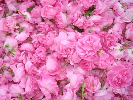 Bulgaria in Rose Season: A Journey to the Valley of Fragrance.