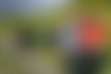 Historien om Martinius