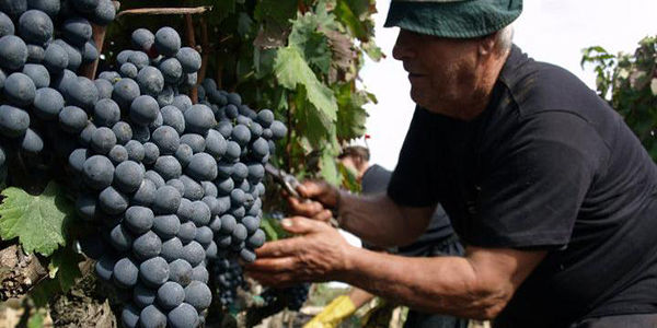 Barocco Reale Primitivo 2013