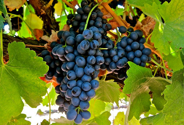 Thumbnail: Novas Carbernet Sauvignon 2014