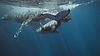 humpback-whales-in-the-wild-mom-nursing-calf-under-the-crystal-clear-blue-waters-of-va-SBI