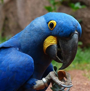blauaras-parrot-hyazinth-ara-anodorhynchus-52549 (2).jpeg
