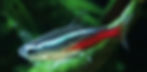 Neon Tetras are a staple in community tanks. Their stunning blue and red stripes light up any aquarium. They are peaceful, thrive in schools of six or more, and adapt well to various water conditions.