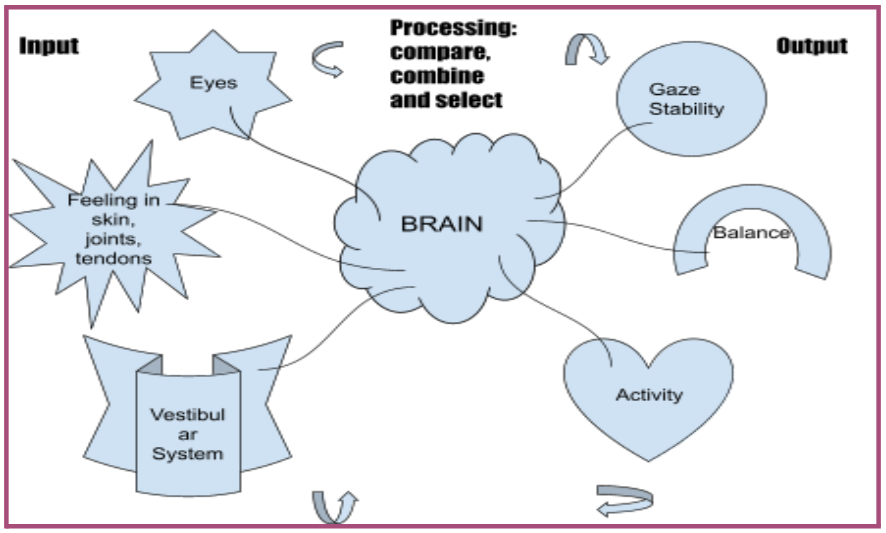 Exercise: Body-Brain-Body