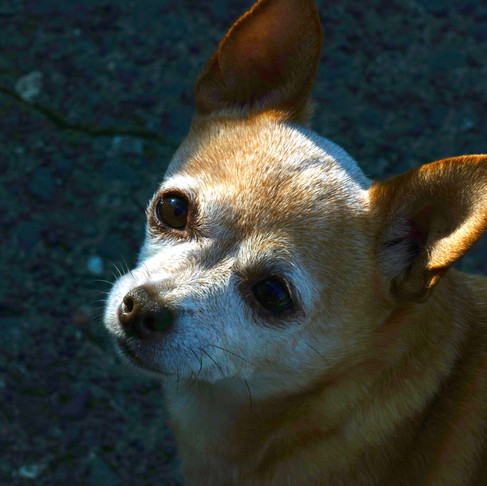 This is what happens when your dog consumes THC