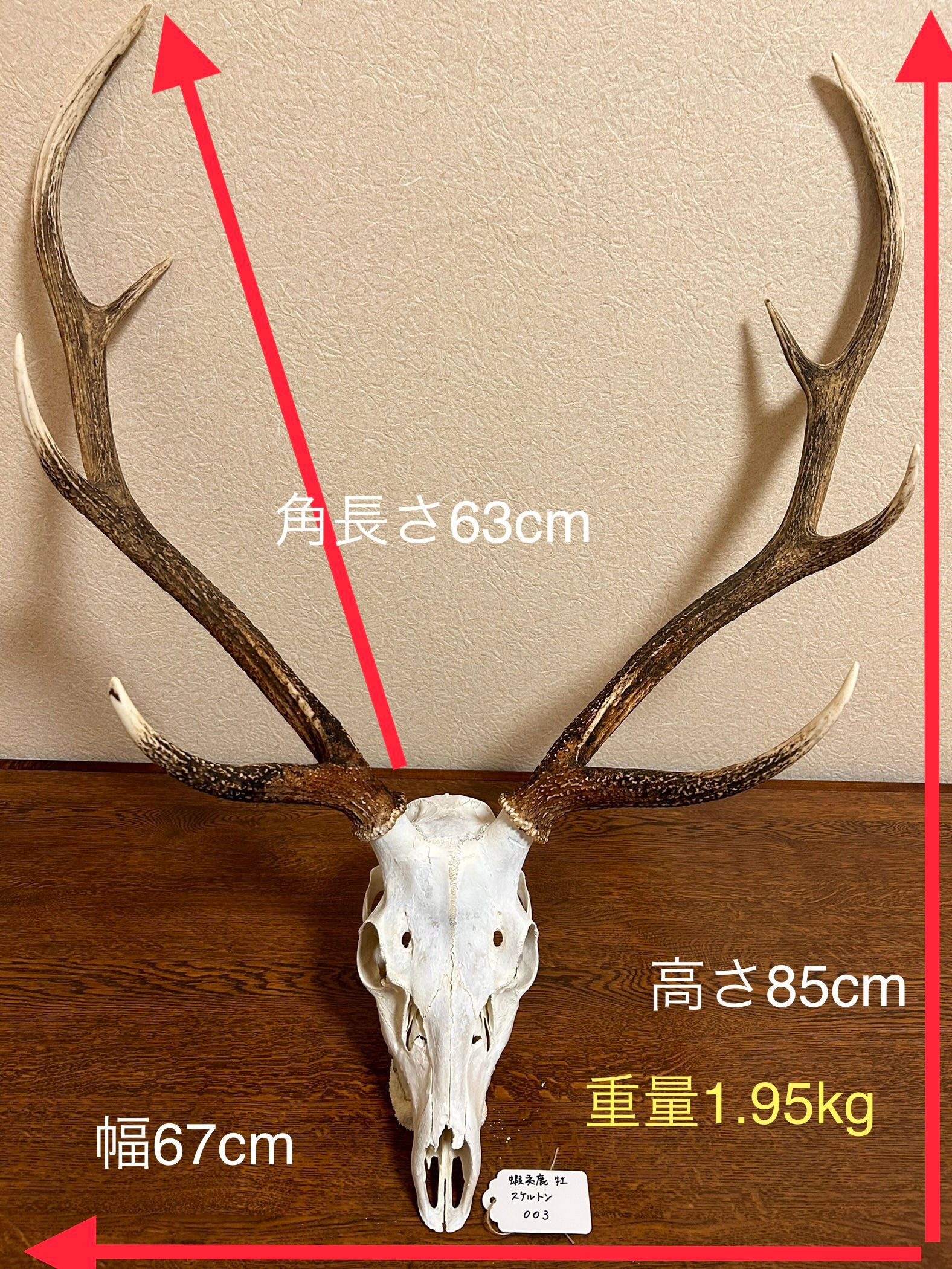 （販売中）エゾシカ　牡　スケルトン　003