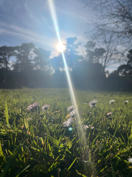 The sun peaking out from behind Cypress trees with grass and daisy flowers in the foreground