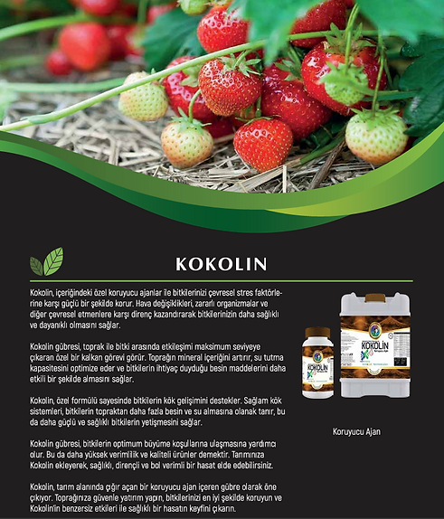 KOKOLİN.PNG
